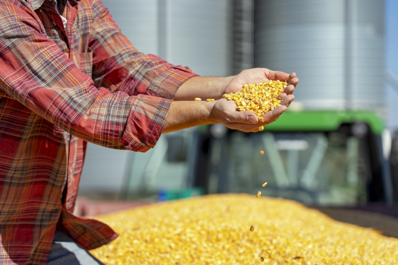 USDA снизило оценку мирового урожая кукурузы в 2024-25 сельхозгоду